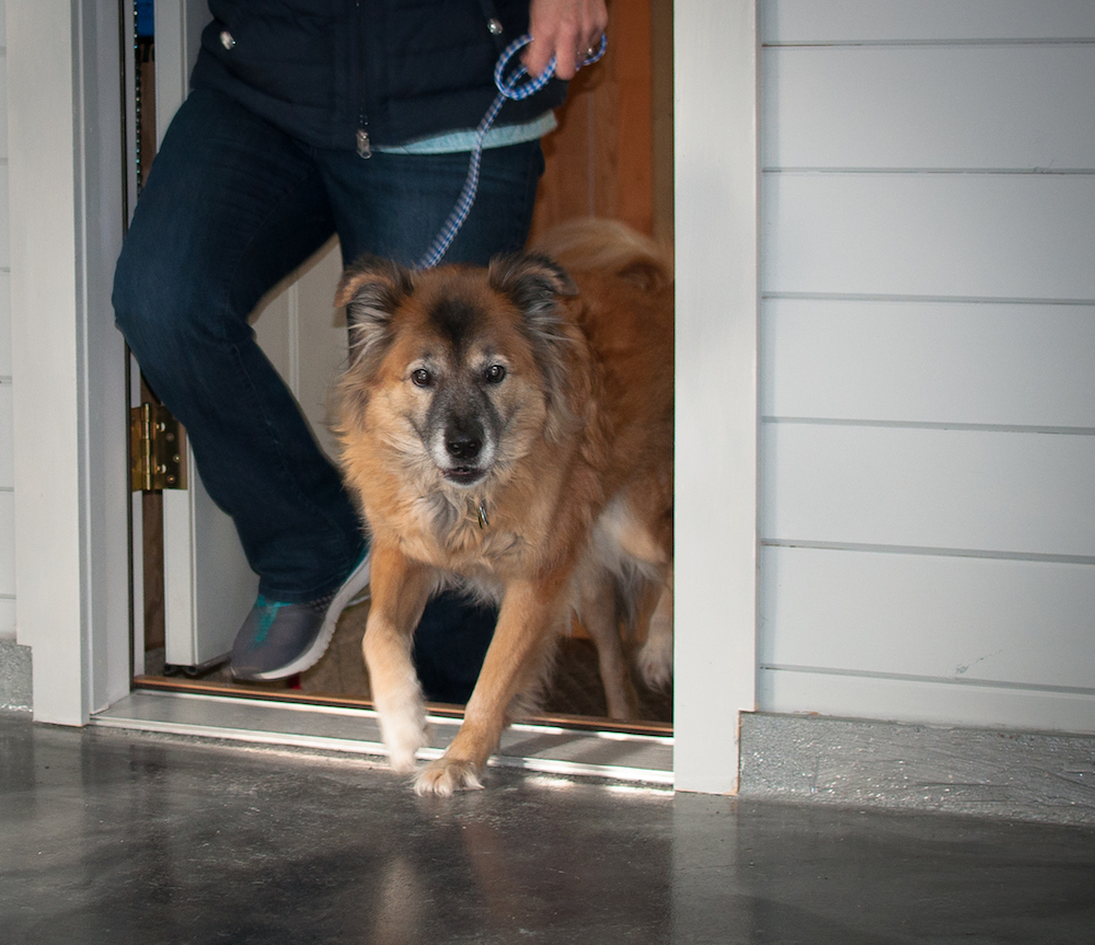 Dog Training, Boarding & Doggie Daycare Near Albany, NY