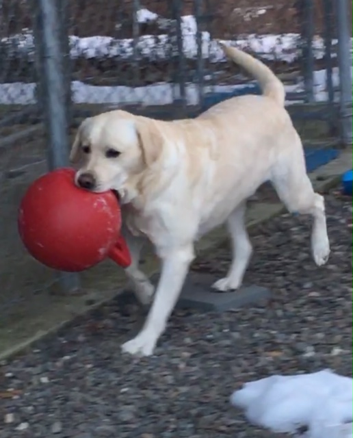 Doggy Daycare Near Albany nY