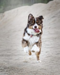 Exercise for Your Dog on the beach